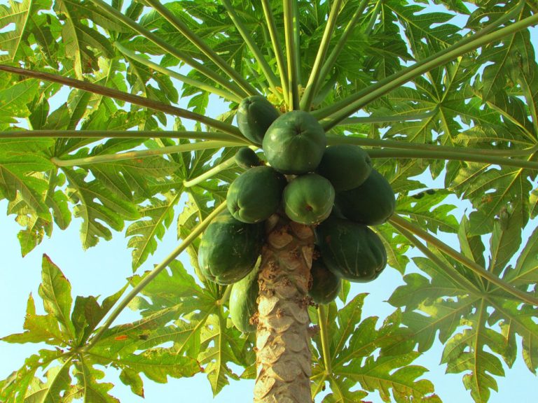 tips memasak daun pepaya agar tidak pahit